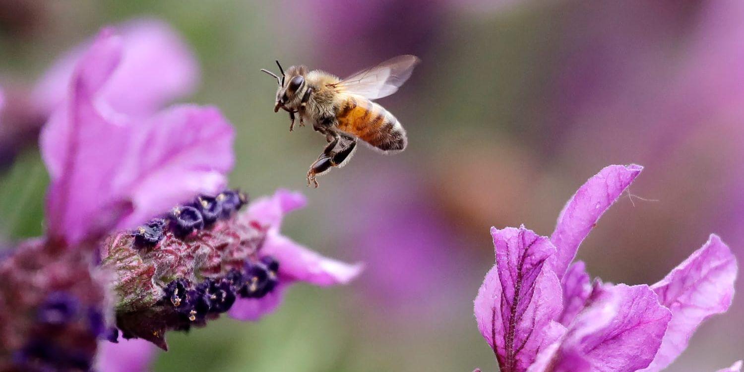 Många biodlare gör stora insatser genom att odla blommor som både honungsbin och andra pollinatörer kan hämta mat från. 