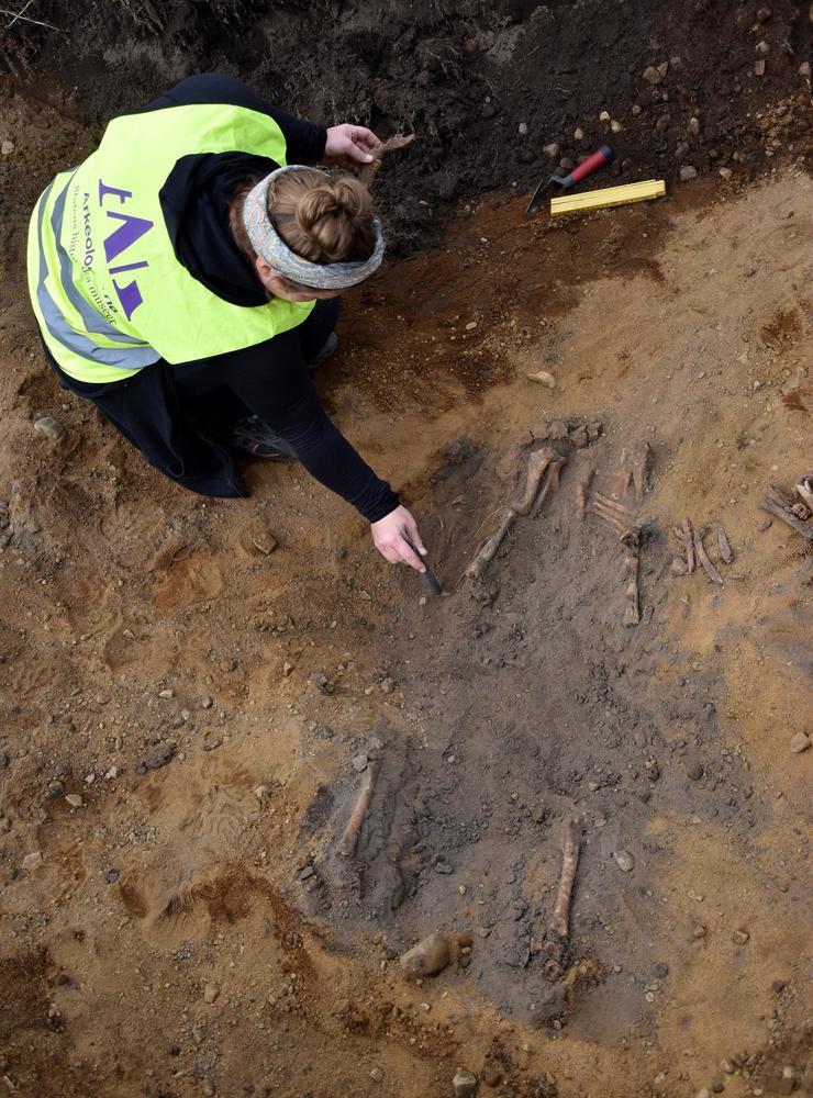 Arkeolog Kajsa Andreasson gräver fram skelettet från en kalv. Fyndet är dock inte så gammalt – gissningsvis har kalven lagts ner i marken någon gång under 1900-talet.